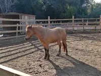 La Cavalerie des Enfants