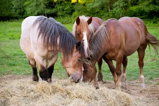 Les Chevaux de Bois, Débardage À Traction Animale en Dordogne