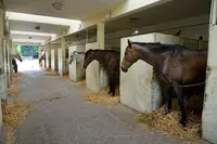 Centre Equestre Dept G Valbon Ucpa la Courneuve