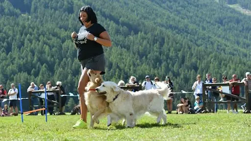 Éducateur Canin Education Canine Celine Dog 73
