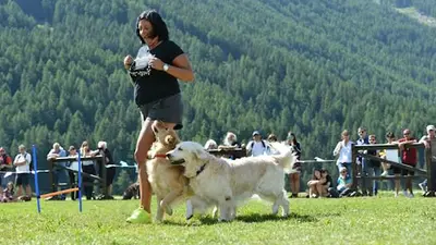 Éducateur Canin Education Canine Celine Dog 73