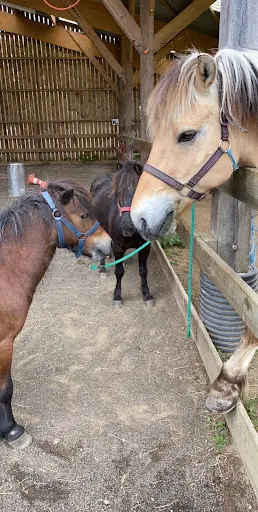 Ferme Équestre les Korrigans