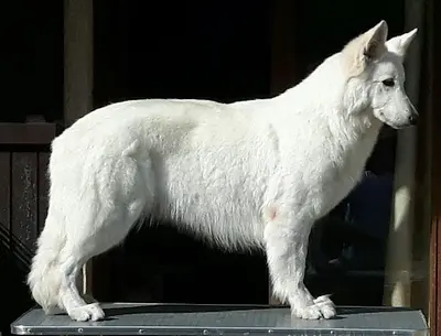 Elevage de Berger Blanc Suisse Der Weibe Stern