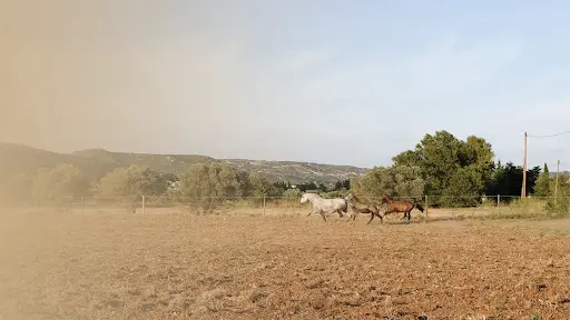 Elevage Do Rima | Chevaux Lusitaniens