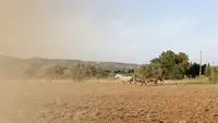 Elevage Do Rima | Chevaux Lusitaniens