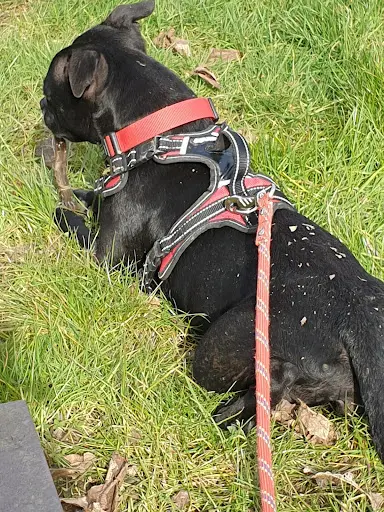 Only Dog, Education Canine et Agility