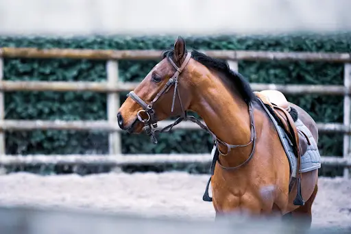 Ecole d'Équitation le Manoir