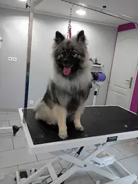 Ô Chien Fertois