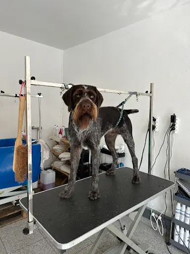 Au Toilettage