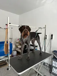 Au Toilettage