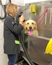 Au Chien Chic
