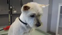 Beauty Dog