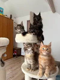 Chatterie de la Chaumine - Élevage de Maine Coon Loof