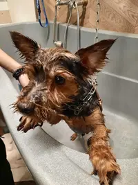 Zoologic Dog Wash