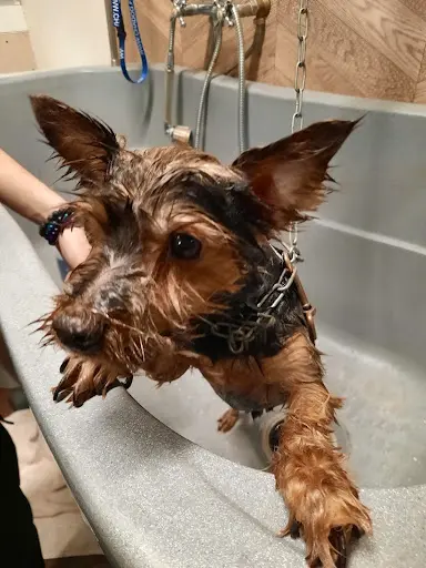 Zoologic Dog Wash