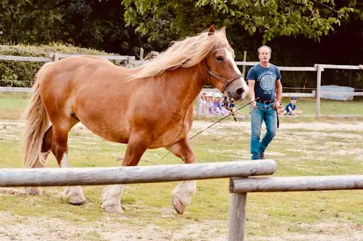 Ferme Équestre la Terre du Cheval