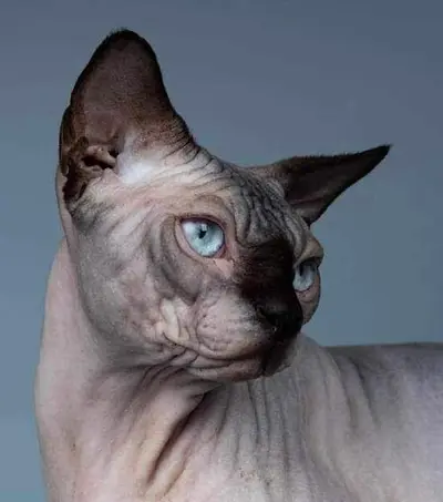 Chatterie de Forest Paradise