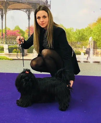 Elevage de Shih Tzu et Chihuahua le Royaume de Laurie