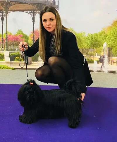 Elevage de Shih Tzu et Chihuahua le Royaume de Laurie