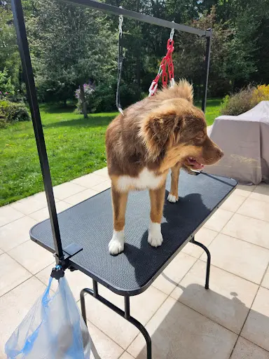 Douceur Canin À Domicile