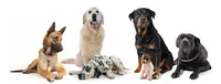 Elite Dressage - Educateur Comportementaliste Canin