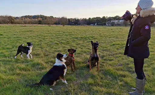 Mh Education Canine - Éducateur Comportementaliste Canin À Toulon, Var et Alentours
