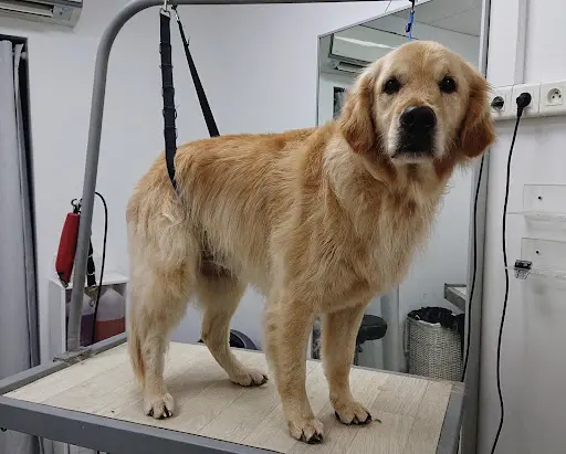 Salon Charme - Toilettage Chiens & Chats