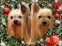 Style Dogs Toilettage
