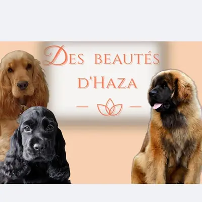 Des Beautés d'Haza