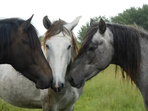 Haras d'Uranie