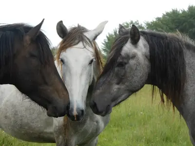 Haras d'Uranie