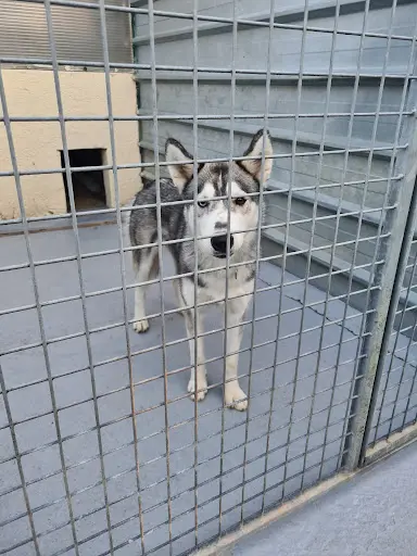 Pension Canine et Féline , Élevage au Paradis d'Orsy