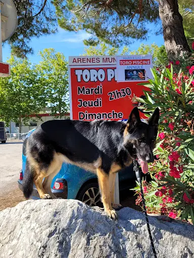 Instinct Leadership 34 Éducateur Comportementaliste Canin