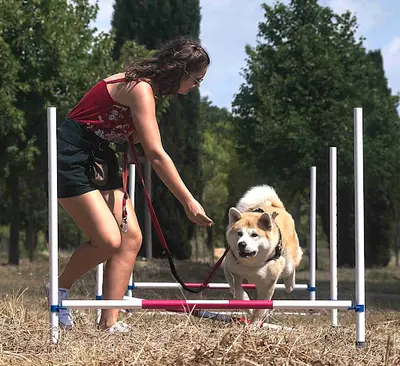 Ouidog Éducateur Canin Comportentaliste