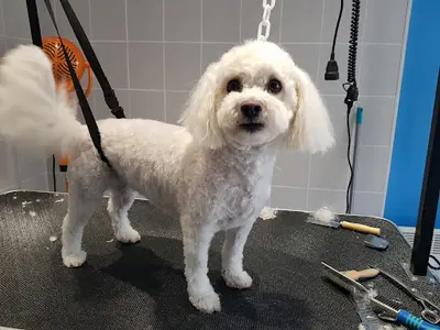 Julie Dog S