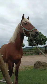 Poney Club de Verrière
