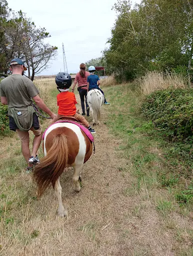 Poneys & Salicorne