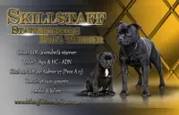 Elevage de Staffordshire Bull Terrier Lof Skillstaff