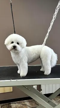 King Dog
