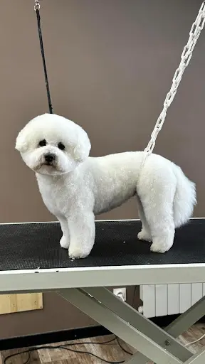 King Dog