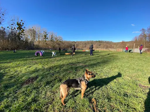 Dog Faculty