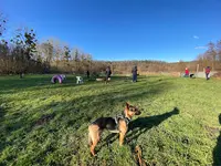 Dog Faculty