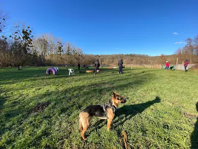Dog Faculty
