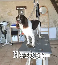 Le Studio Canin