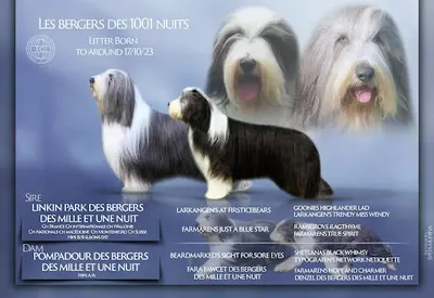 Les Bergers des 1001 Nuits