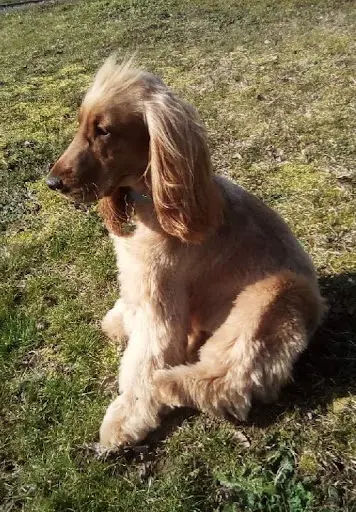 Dog S Passion