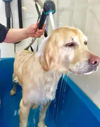Au Poil Doré - Toilettage Canin/félin et Nac