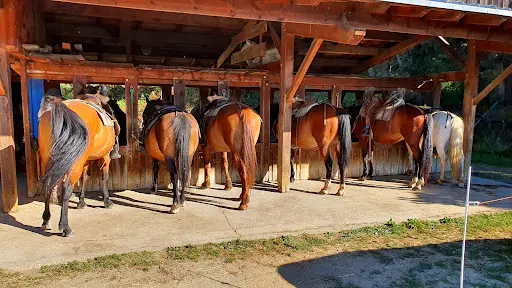 Chevaux de la Tramontane