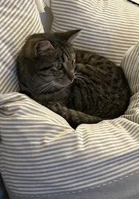 Cat Pattes Bleues