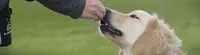 Cynofeel - Education & Comportement Canin